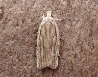32.030 BF706 Agonopterix nervosa