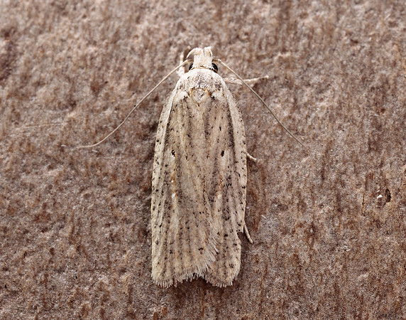 32.030 BF706 Agonopterix nervosa
