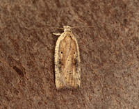 32.030 BF706 Agonopterix nervosa
