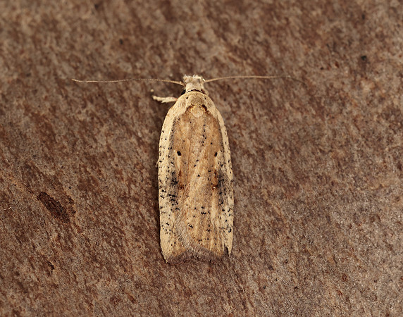 32.030 BF706 Agonopterix nervosa