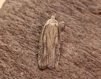 32.030 BF706 Agonopterix nervosa