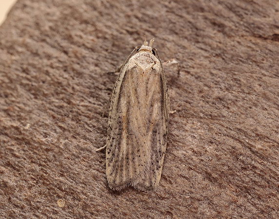 32.030 BF706 Agonopterix nervosa