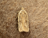 32.030 BF706 Agonopterix nervosa