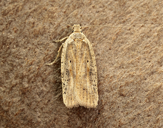 32.030 BF706 Agonopterix nervosa