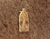 32.030 BF706 Agonopterix nervosa