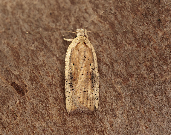32.030 BF706 Agonopterix nervosa