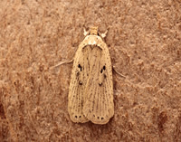 32.035 BF714 Agonopterix yeatiana