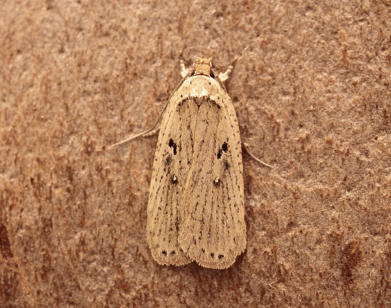 32.035 BF714 Agonopterix yeatiana