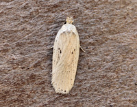 32.035 BF714 Agonopterix yeatiana