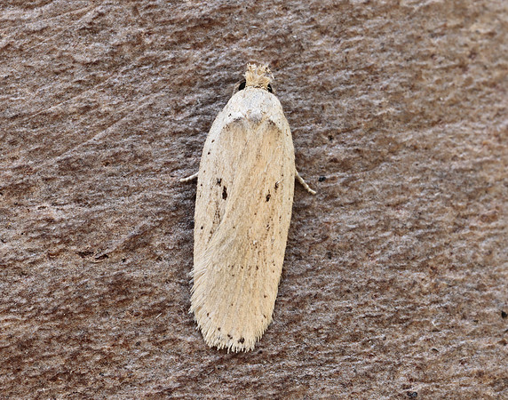 32.035 BF714 Agonopterix yeatiana