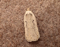32.035 BF714 Agonopterix yeatiana