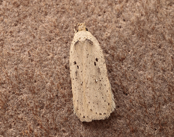 32.035 BF714 Agonopterix yeatiana