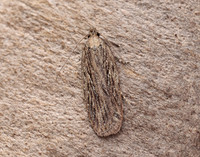 32.039 BF670 Depressaria daucella