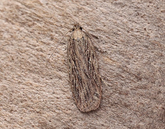 32.039 BF670 Depressaria daucella