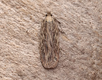 32.039 BF670 Depressaria daucella