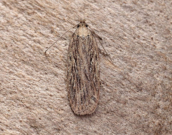 32.039 BF670 Depressaria daucella