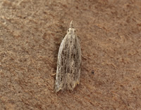 35.020 BF856 Anarsia spartiella