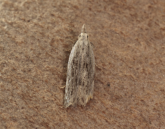35.020 BF856 Anarsia spartiella