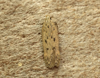35.040 BF787 Bryotropha terrella