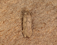35.040 BF787 Bryotropha terrella