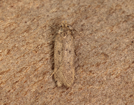 35.040 BF787 Bryotropha terrella