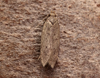 35.040 BF787 Bryotropha terrella