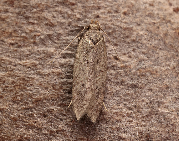 35.040 BF787 Bryotropha terrella