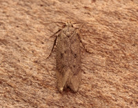 35.040 BF787 Bryotropha terrella