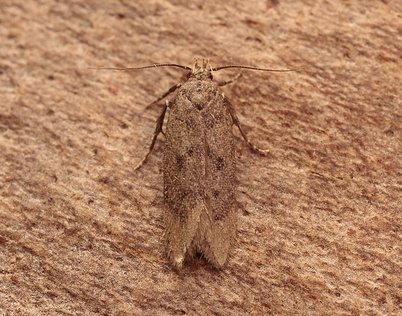 35.040 BF787 Bryotropha terrella