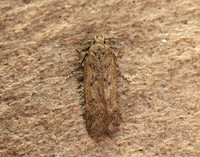 35.040 BF787 Bryotropha terrella