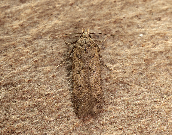 35.040 BF787 Bryotropha terrella
