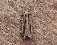 35.093 BF792 Mirificarma mulinella