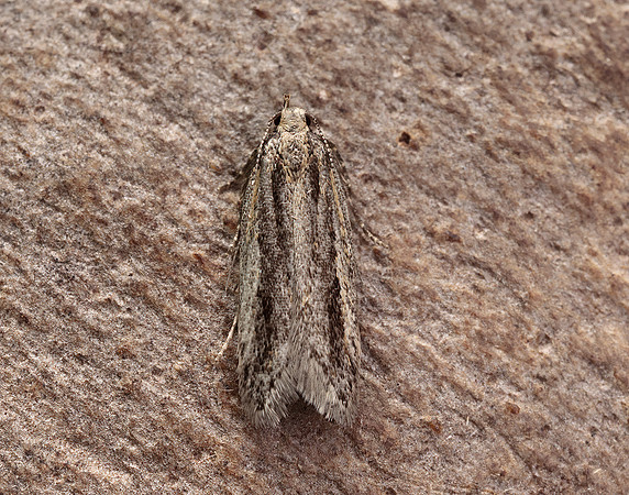 35.093 BF792 Mirificarma mulinella