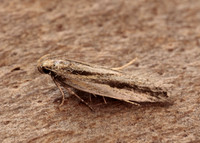 35.093 BF792 Mirificarma mulinella