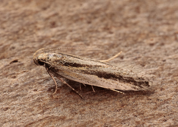 35.093 BF792 Mirificarma mulinella
