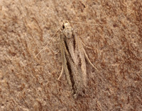 35.093 BF792 Mirificarma mulinella