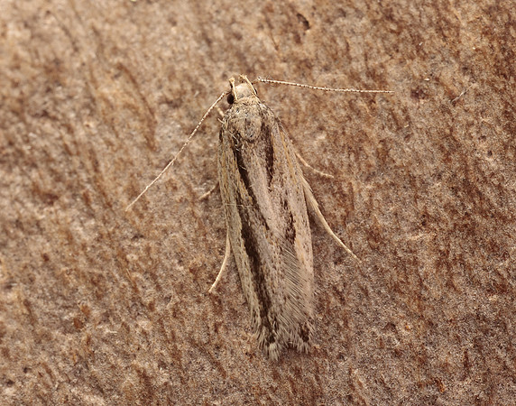 35.093 BF792 Mirificarma mulinella