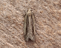 35.093 BF792 Mirificarma mulinella