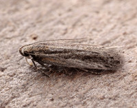 35.093 BF792 Mirificarma mulinella