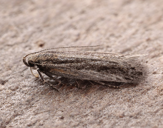 35.093 BF792 Mirificarma mulinella