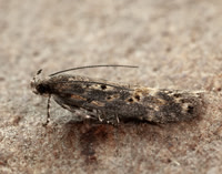 35.118 BF814 Beet Moth Scrobipalpa ocellatella