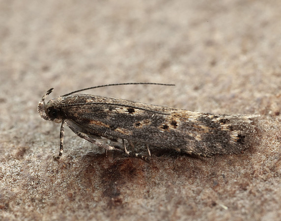 35.118 BF814 Beet Moth Scrobipalpa ocellatella