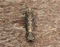 35.118 BF814 Beet Moth Scrobipalpa ocellatella