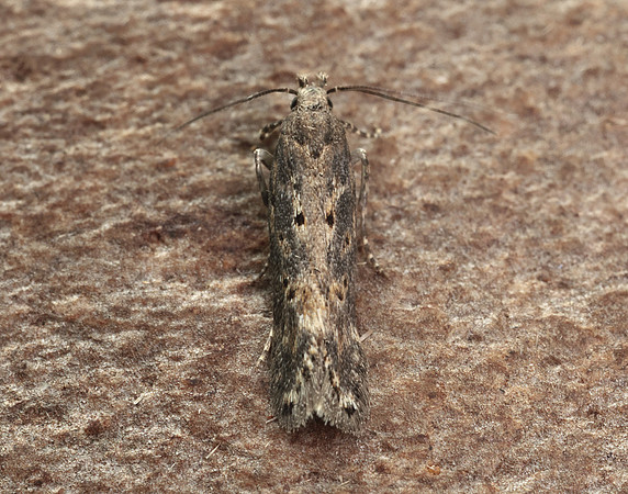 35.118 BF814 Beet Moth Scrobipalpa ocellatella