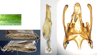 35.119 BF811 Scrobipalpa samadensis