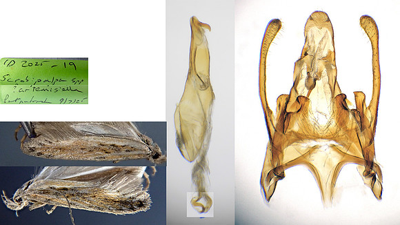 35.119 BF811 Scrobipalpa samadensis