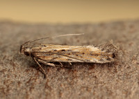 35.119 BF811 Scrobipalpa samadensis