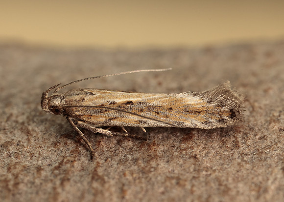 35.119 BF811 Scrobipalpa samadensis