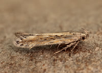 35.119 BF811 Scrobipalpa samadensis