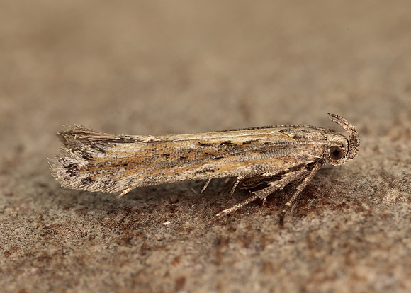 35.119 BF811 Scrobipalpa samadensis